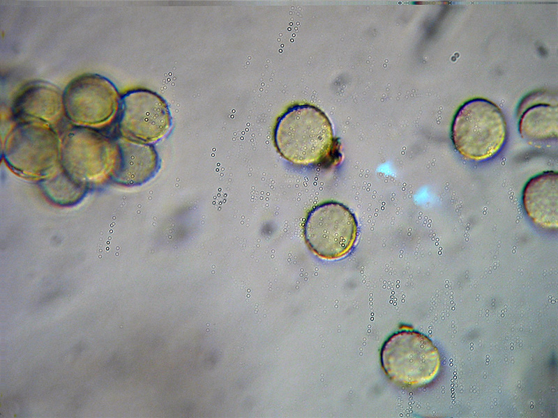 Ma non spariscono mai ?